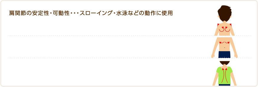 肩関節の安定性・可動性・・・スローイング・水泳などの動作に使用