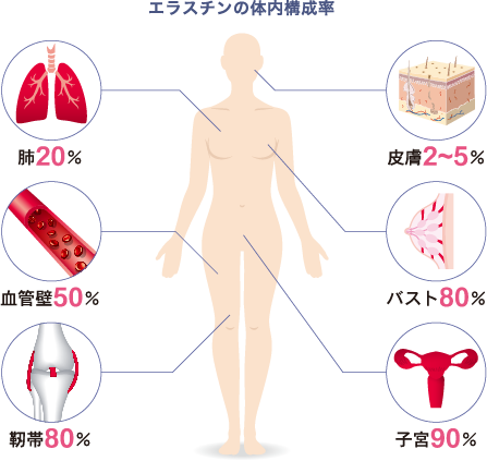 エラスチンの体内構成率